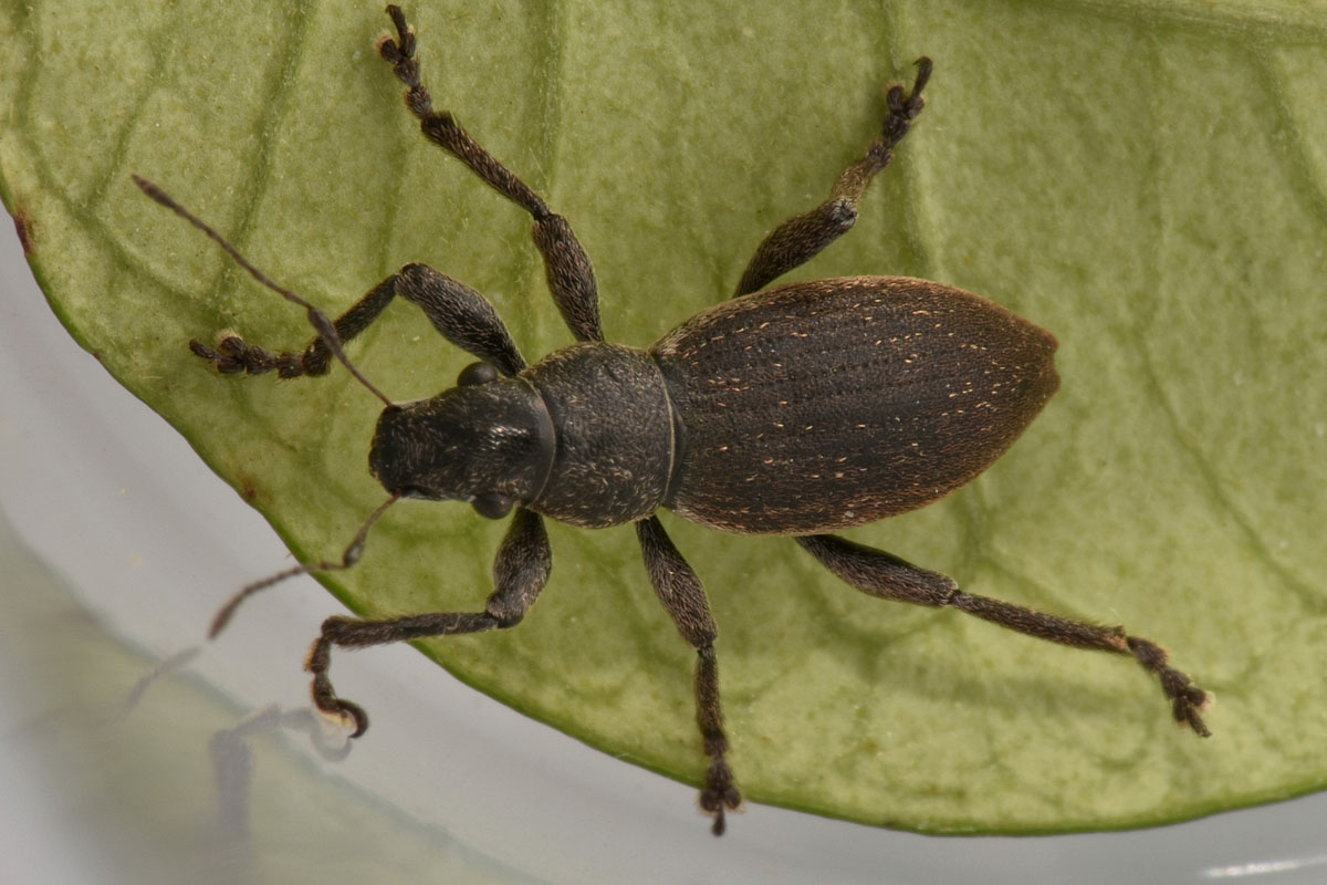 Curculionidae: Brachyderes sp.?  S, Brachyderes incanus